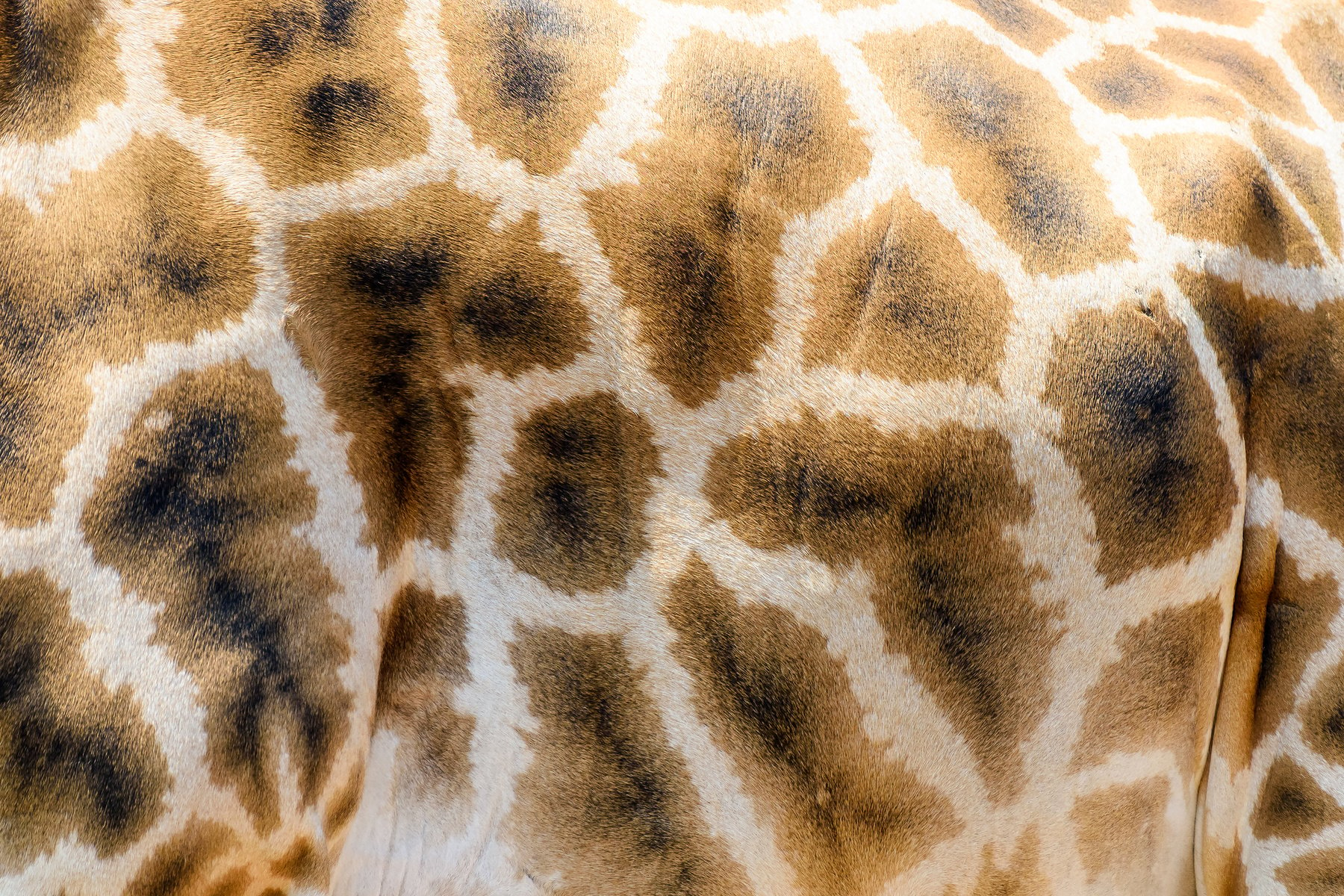 Giraffe Skin